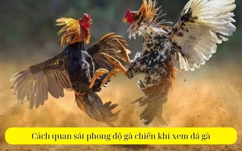 Cách quan sát phong độ gà chiến khi xem đá gà