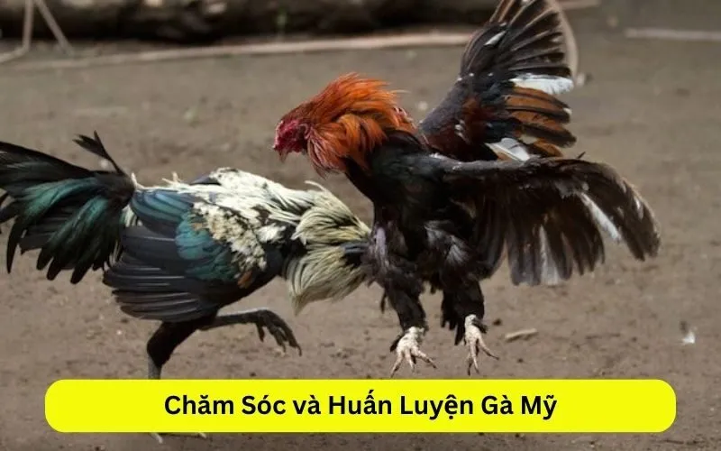 Chăm Sóc và Huấn Luyện Gà Mỹ