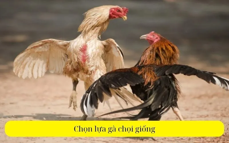 Chọn lựa gà chọi giống