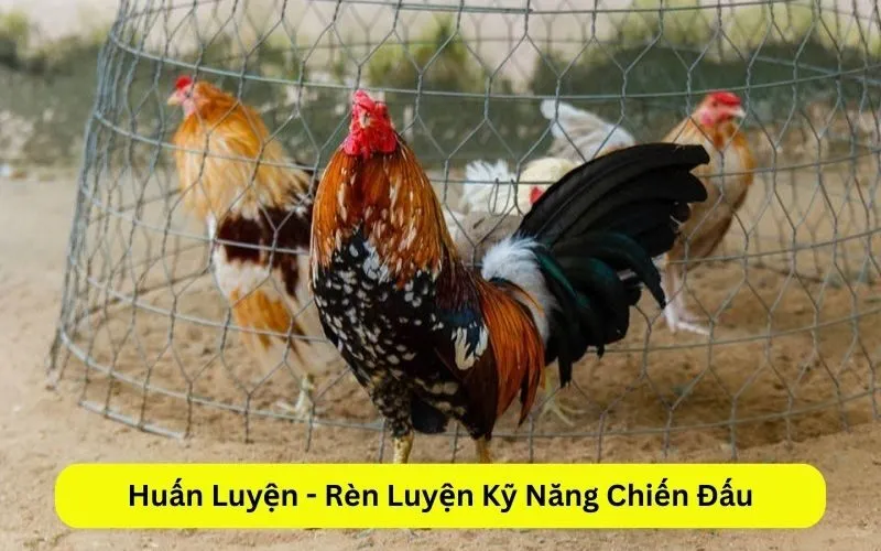 Huấn Luyện - Rèn Luyện Kỹ Năng Chiến Đấu