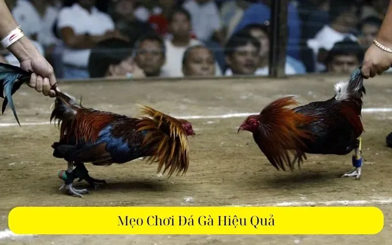 Mẹo Chơi Đá Gà Hiệu Quả