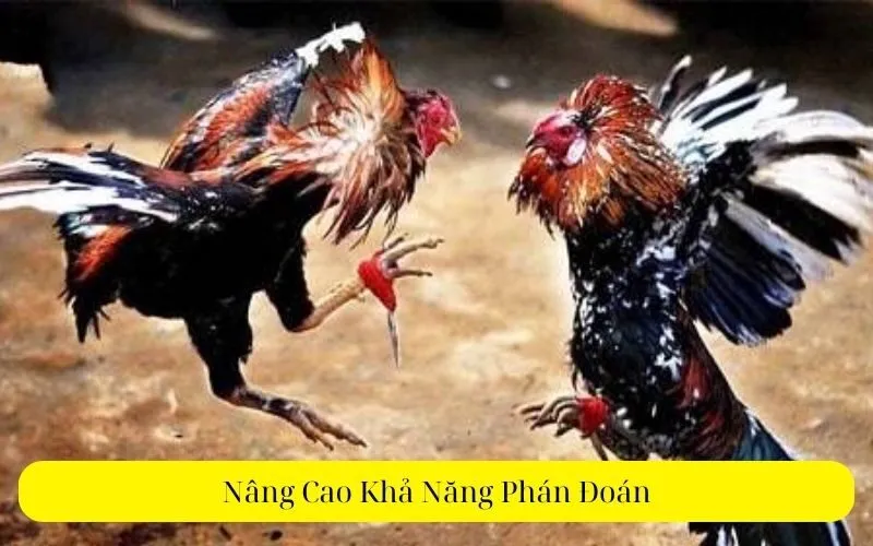 Nâng Cao Khả Năng Phán Đoán