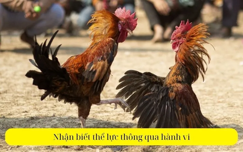 Nhận biết thể lực thông qua hành vi