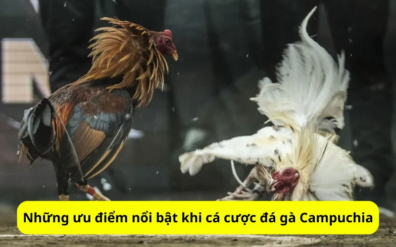 Những ưu điểm nổi bật khi cá cược đá gà Campuchia