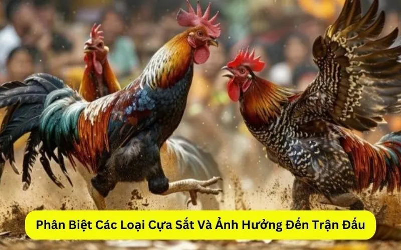 Phân Biệt Các Loại Cựa Sắt Và Ảnh Hưởng Đến Trận Đấu